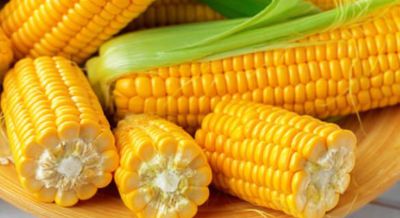 Corn CBOT